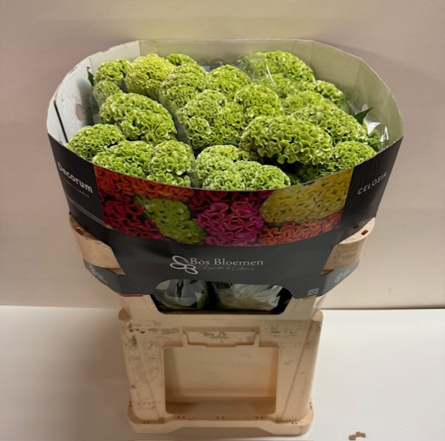 Celosia act verda.jpg